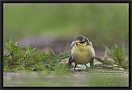 pimpelmees DSC_0032-01